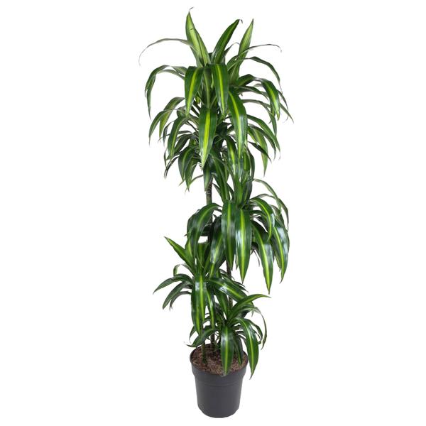 Dracaena Hawaiiana - 160 cm - ø24  BotanicBridge