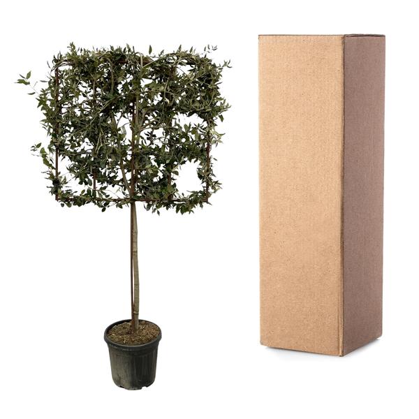 Quercus ilex boom op rek - 225 cm - Ø40cm  BotanicBridge