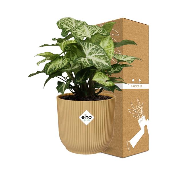 Syngonium Arrow in ELHO Vibes Fold 14cm geel  BotanicBridge