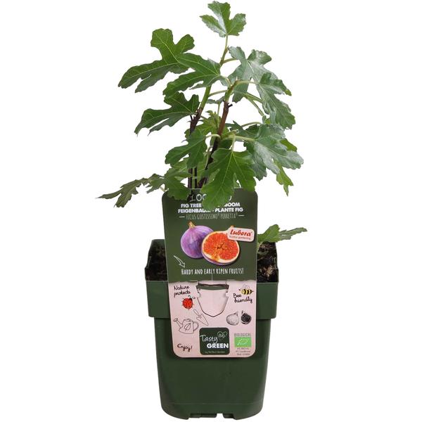 Ficus Gustissimo Perretta - Ø19cm - ↕50cm - Ø13 - ↨45cm  BotanicBridge