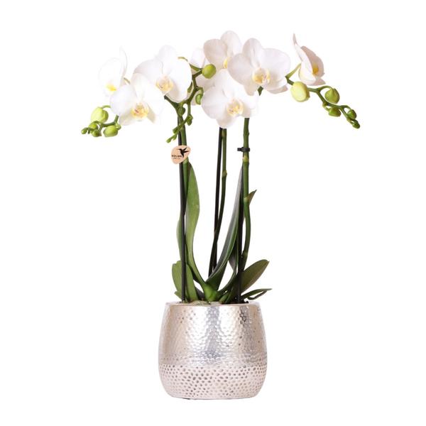 Kolibri Orchids | witte Phalaenopsis orchidee - Amabilis + Elite pot silver- potmaat Ø9cm - 35cm hoog | bloeiende kamerplant - vers van de kweker  BotanicBridge