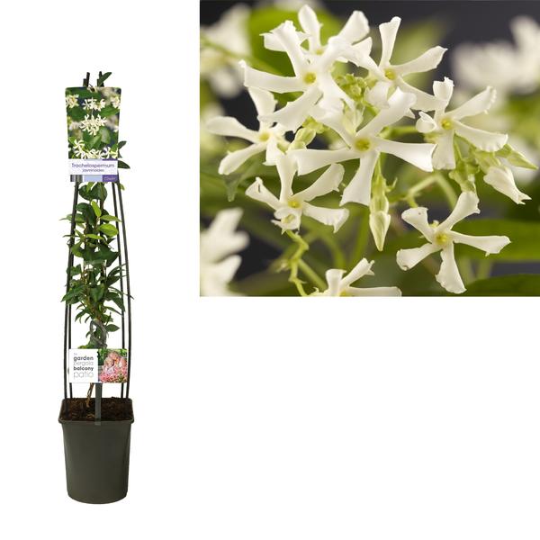 Trachelospermum Jasminoides +light Label - Ø23cm - ↕115cm  BotanicBridge