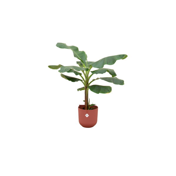 Combi deal - Bananenplant (Musa) inclusief elho Jazz Round rood Ø23 - 120 cm  BotanicBridge