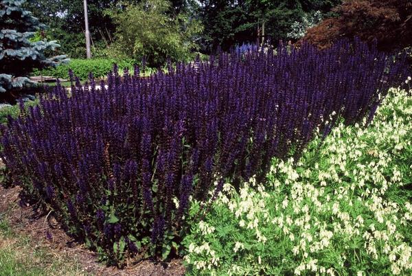 Salvia nem. 'Mainacht' - ↕10-25cm - Ø9cm - 20x  BotanicBridge