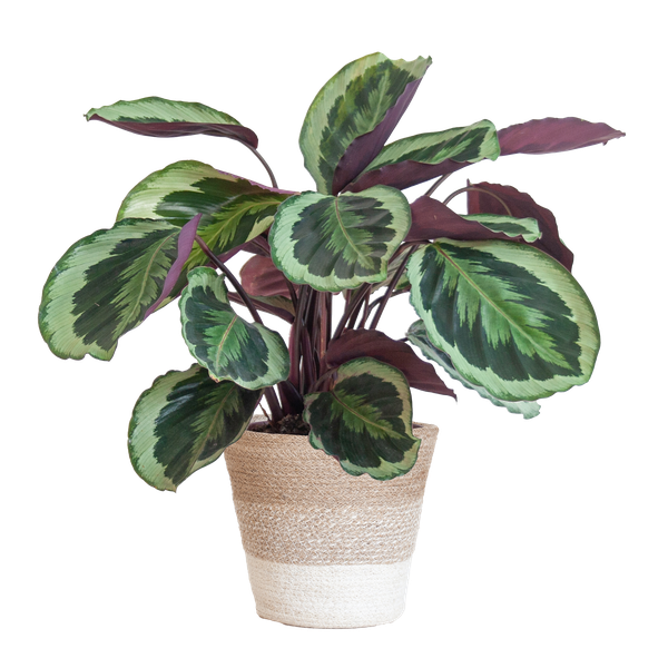 Calathea Medaillon met Lissabon mand wit - 65cm - Ø19  BotanicBridge