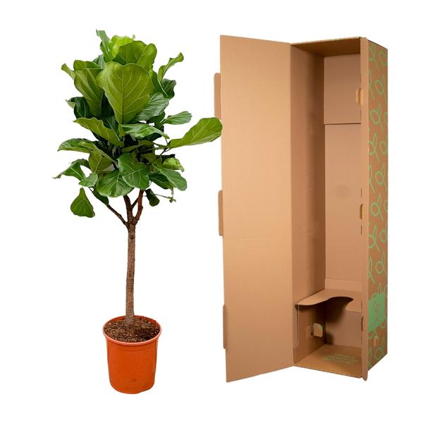 Ficus Lyrata boom - 170cm - ⌀30  BotanicBridge