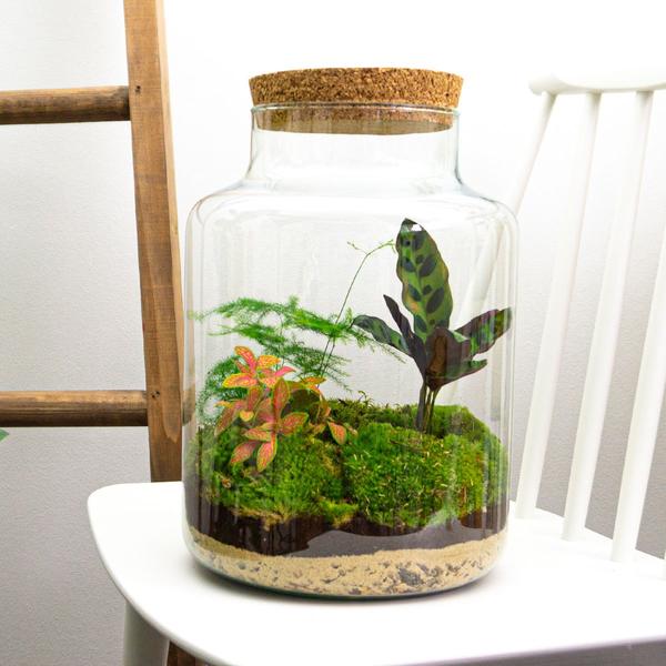 DIY terrarium - Milky - ↕ 30 cm - Normal  BotanicBridge