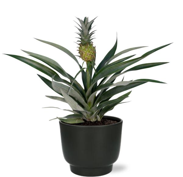 Bromelia Ananas - Ø12cm - ↕30cm + Potenza Pot D13x11cm - Zwart  BotanicBridge