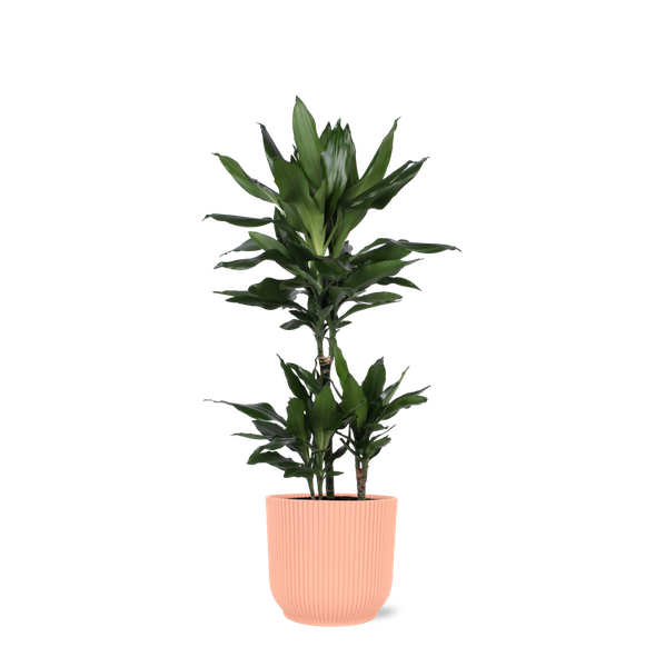 Dracaena Janet Lind Ø21cm - ↕90cm in Vibes ROZE pot  BotanicBridge