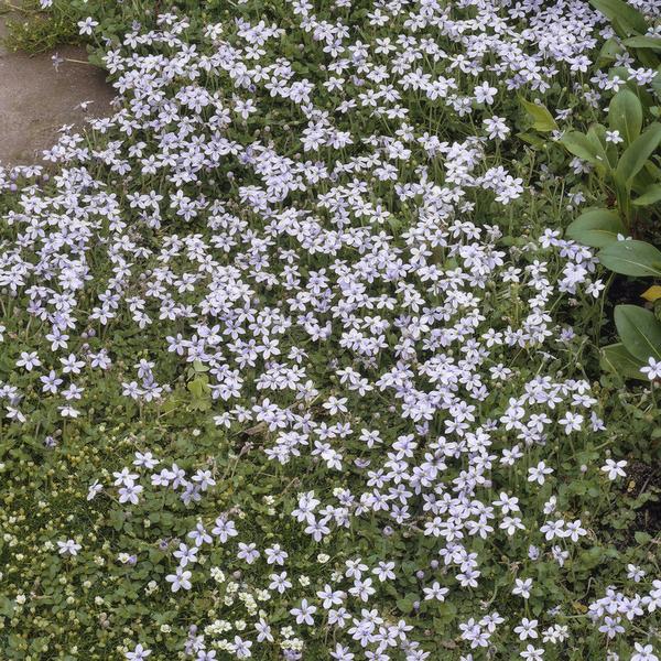 Isotoma fluviatilis - ↕10-25cm - Ø9cm  - 12x  BotanicBridge