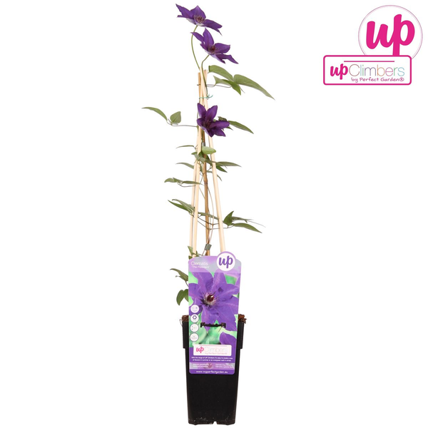 Clematis The President - Clematis Paars - Ø15cm - ↕65cm  BotanicBridge