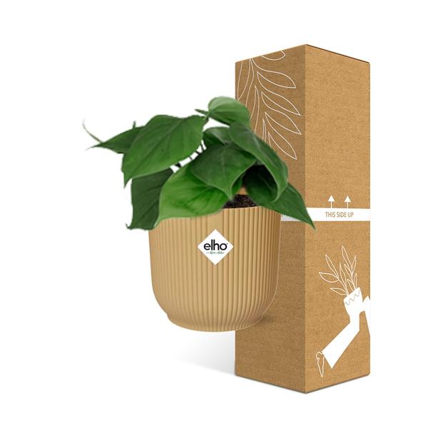 Philodendron Scandens in ELHO Vibes Fold 14cm geel  BotanicBridge