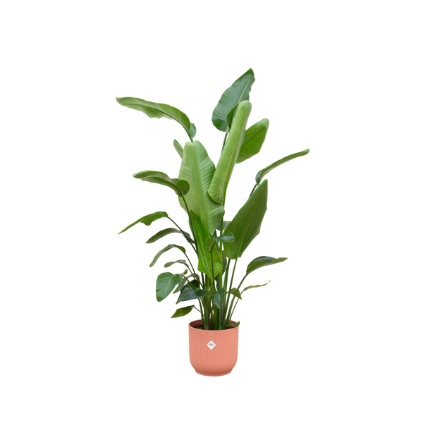 Combi deal - Strelitzia Nicolai inclusief elho Vibes Fold Round roze Ø30 - 180 cm  BotanicBridge