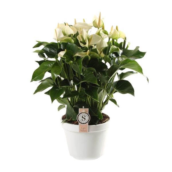 Anthurium White Champion 21cm - Ø21cm - ↕65cm  BotanicBridge