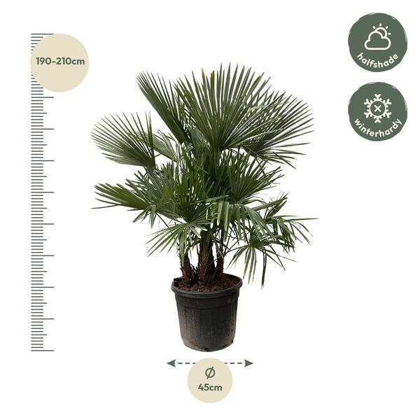 Trachycarpus multi stam - 200cm- Ø45  BotanicBridge