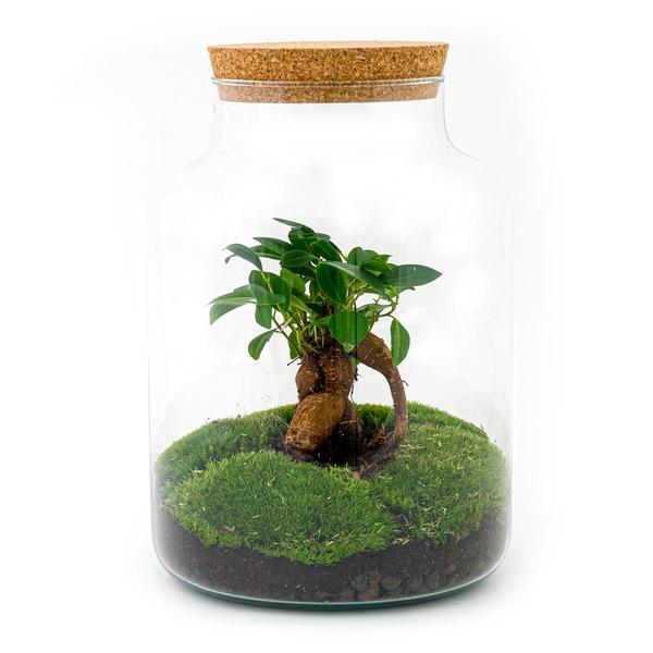 DIY terrarium - Milky met bonsai - ↕ 30 cm  - Rake + Shovel + Tweezer  BotanicBridge