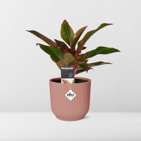 Aglaonema Crete in ELHO Vibes Fold 14cm roze  BotanicBridge