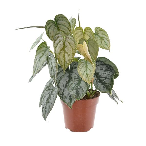 Philodendron Brandtianum - Ø12cm - ↕35cm  BotanicBridge