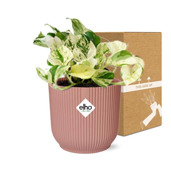 Epipremnum Pinnatum Happy Leaf in ELHO Vibes Fold 14cm roze  BotanicBridge