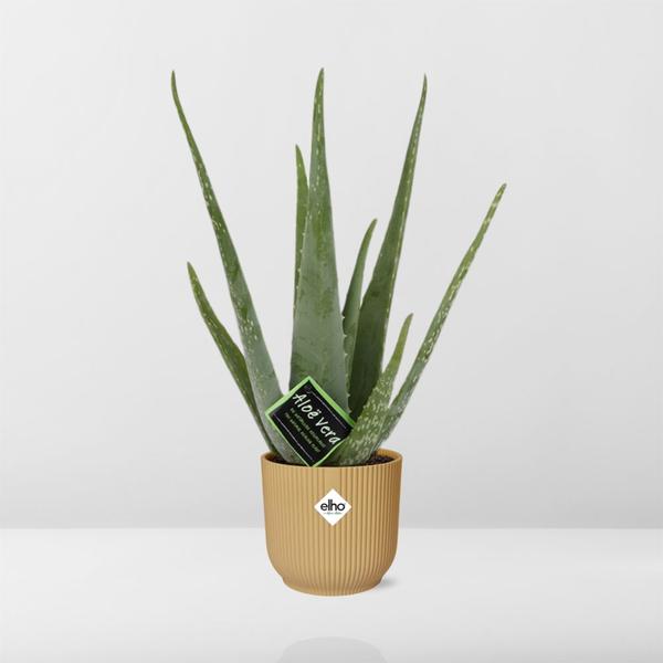 Aloe Vera 12cm in ELHO Vibes Fold 14cm geel  BotanicBridge