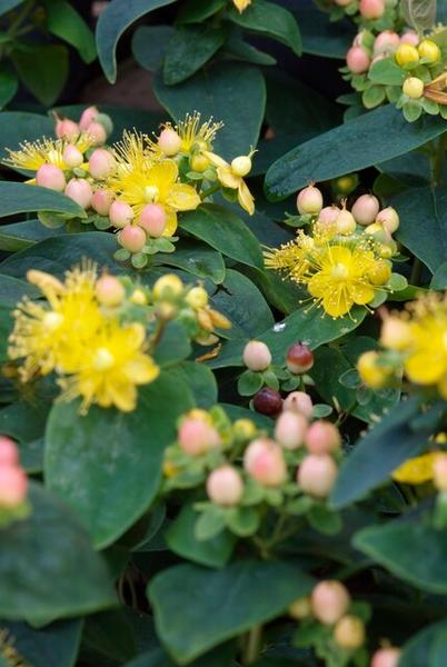 Hypericum inodorum 'Annebel' - ↕10-25cm - Ø9cm - 12x  BotanicBridge