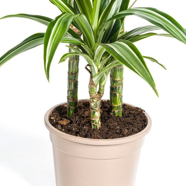 Dracaena Deremensis White Stripe Ø21cm - ↕100cm  BotanicBridge