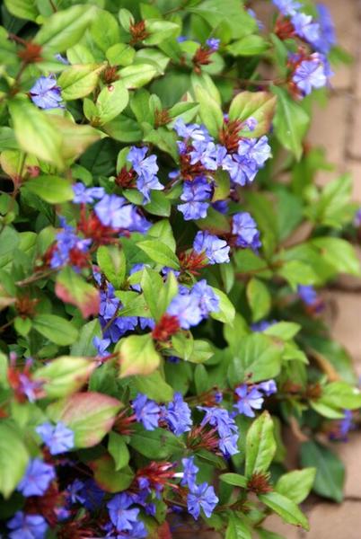 Ceratostigma plumbaginoides  - ↕10-25cm - Ø9cm - 12x  BotanicBridge