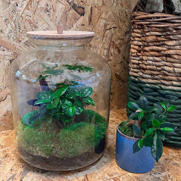 DIY terrarium - Lukas - ↕ 33 cm - Rake + Shovel + Tweezer  BotanicBridge