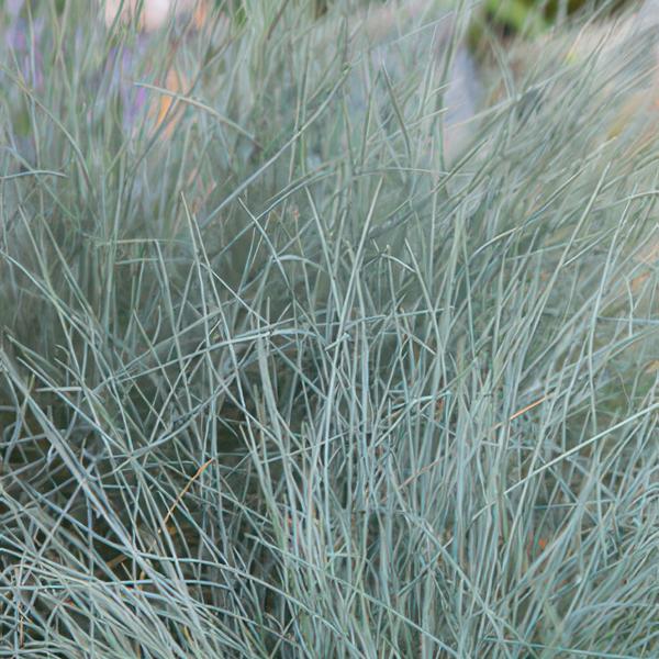 Festuca glauca 'Elijah Bleu' - ↕10-25cm - Ø9cm  - 6x  BotanicBridge