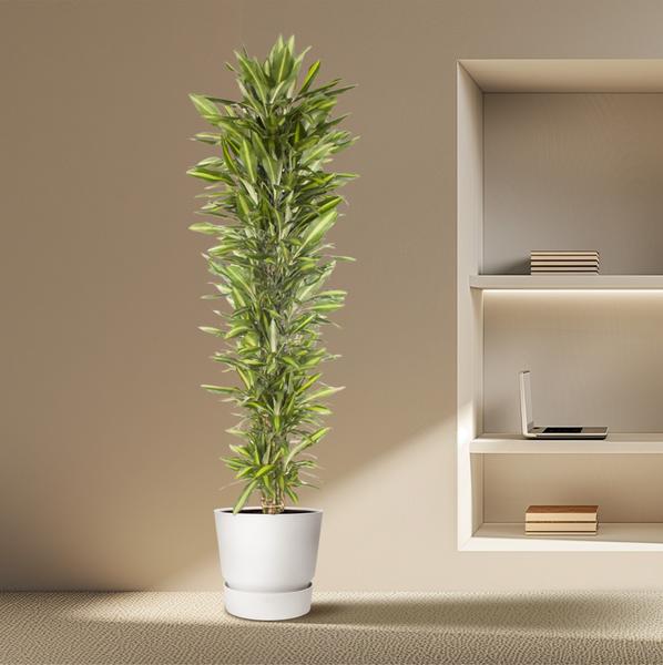 Dracaena Cintho vertakt - 210 cm - ø40  BotanicBridge