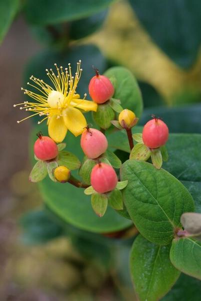 Hypericum inodorum 'Annebel' - ↕10-25cm - Ø9cm - 40x  BotanicBridge