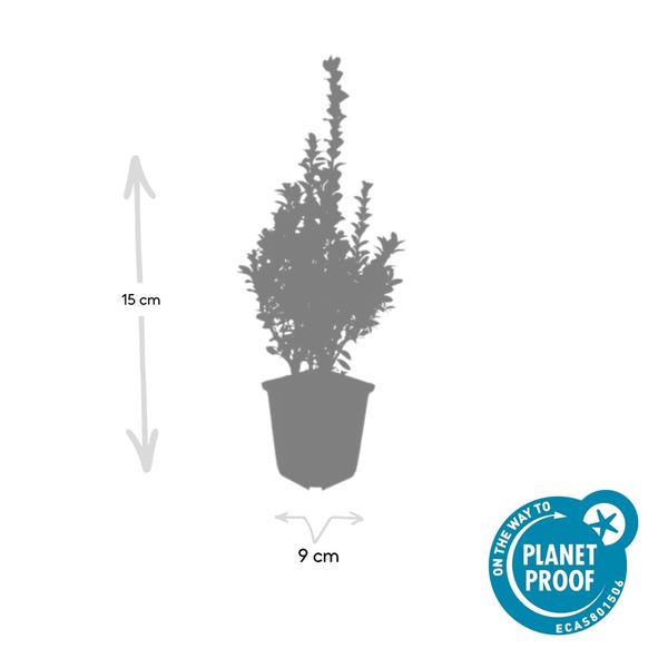 Buxus Sempervirens - ↕10-25cm - Ø9cm - 20x  BotanicBridge