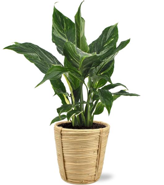 Diamond Variegata - Ø14cm - ↕55cm + Bibek Pot D15x15cm - Naturel  BotanicBridge