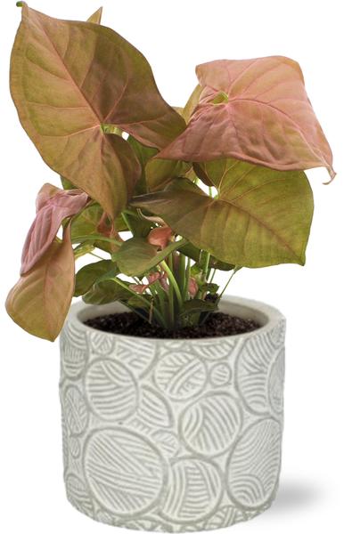 Syngonium Neon - Ø12cm - ↕25cm + Stone Pot Circles D13x11,5cm - Wit  BotanicBridge