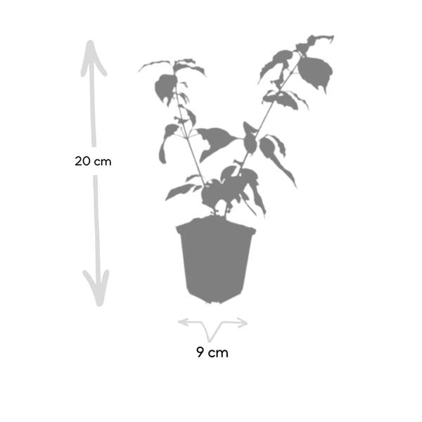 Cornus sang. 'Anny's Winter Orange' - ↕10-25cm - Ø9cm - 12x  BotanicBridge