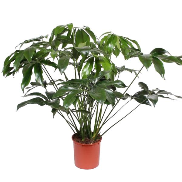 Philodendron Green Wonder - 140 cm - ø34  BotanicBridge