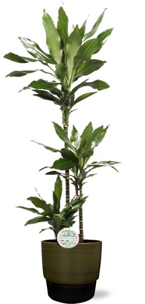 Dracaena Janet Lind - Ø24cm - ↕130cm + Erik Pot D26x23cm - Donker Groen  BotanicBridge