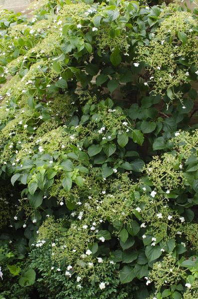 Hydrangea petiolaris - Klimhortensia - Ø15cm - ↕65cm  BotanicBridge