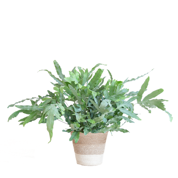 Phlebodium Aureum 'Blue Star' met Mand Lissabon wit - 40cm - Ø17  BotanicBridge