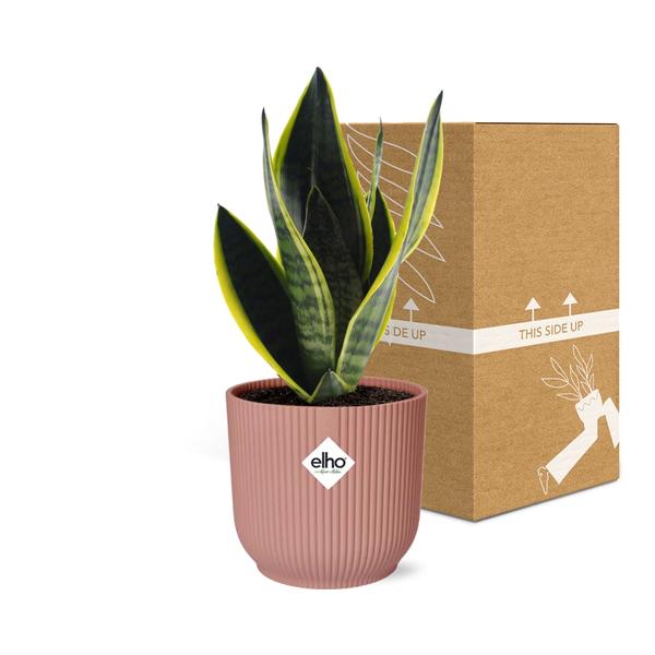 Sansevieria Futura Superba in ELHO Vibes Fold 14cm roze  BotanicBridge