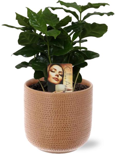 Coffea Arabica - Ø12cm - ↕25cm + Aresso Pot D13x12,5cm - Bruin  BotanicBridge