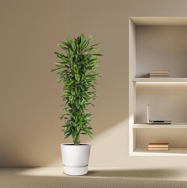 Dracaena Golden Coast vertakt - 170 cm - ø34  BotanicBridge