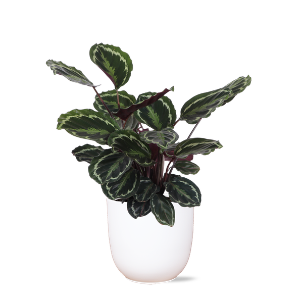 Calathea Medaillon Ø21cm - ↕70cm in Boule WIT pot  BotanicBridge