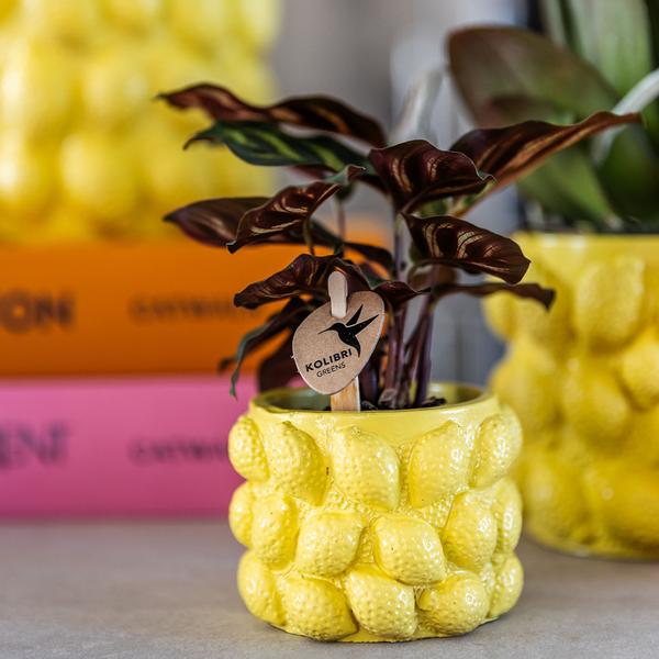 Kolibri Home | Citrus pot yellow - Ø9cm  BotanicBridge