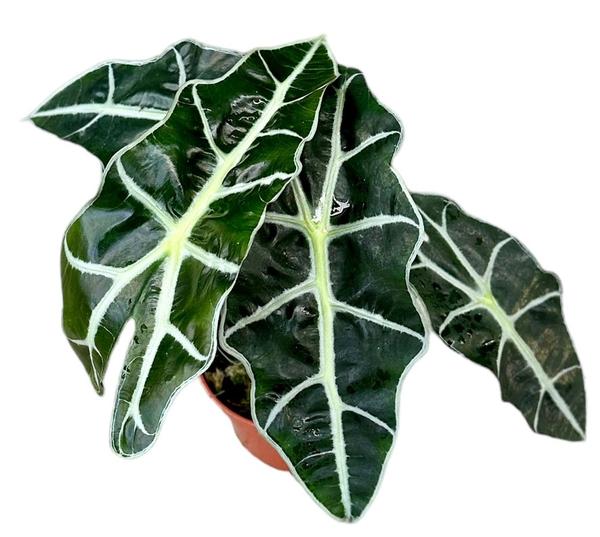 Alocasia Polly - Ø10,5cm - ↕20cm  BotanicBridge