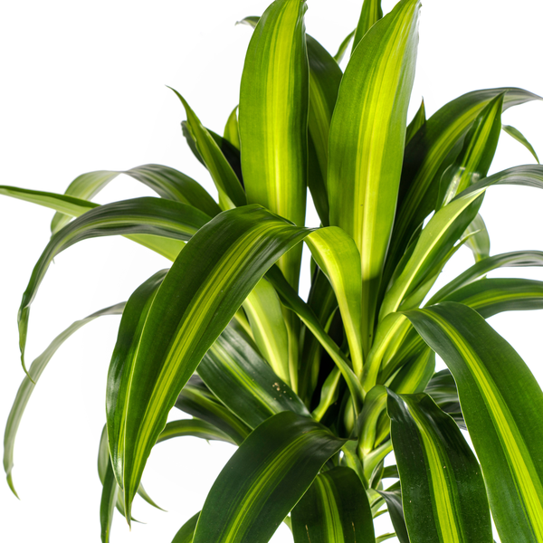 Dracaena Deremensis Hawaiian Sunshine Ø24cm - ↕140cm  BotanicBridge