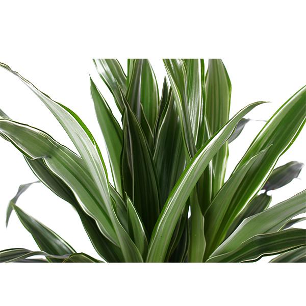 Dracaena Warneckii Ø21cm - ↕65cm  BotanicBridge