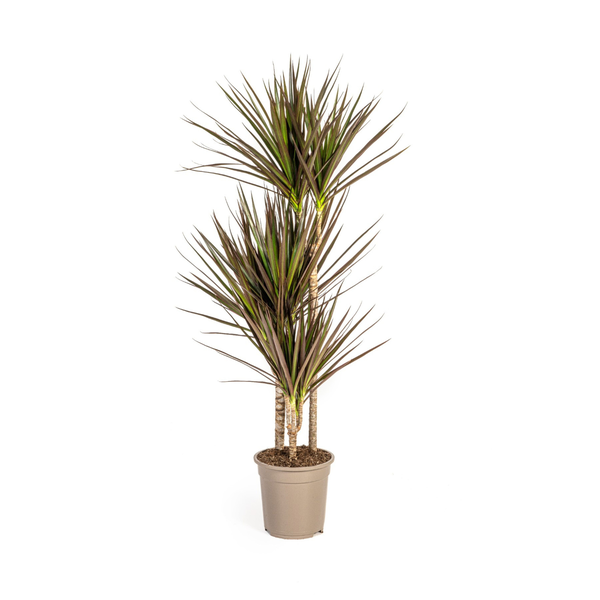 Dracaena Marginata Magenta Ø21cm - ↕120cm  BotanicBridge