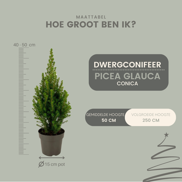 2x Picea glauca Perfecta - 15 cm Ø - 40 cm ↨  BotanicBridge