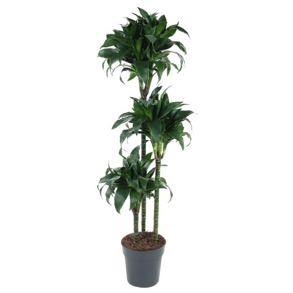 Dracaena Tatuade - 140 cm - ø24  BotanicBridge